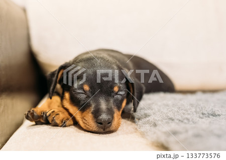 Small Black Miniature Pinscher Zwergpinscher, Min Pin Puppy Dog Sleeping On Floor Small Black Miniature Pinscher Zwergpinscher, Min Pin Puppy Dog Sleeping On Floor 133773576