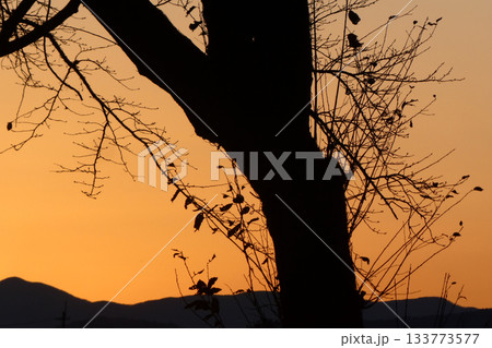 夕暮れの晩秋の木立 夕暮れの晩秋の木立 133773577