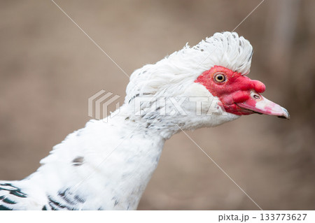Birds on a farm. Close-up of a Muscovy duck with its neck stretched out. 133773627