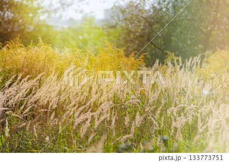 Golden grasses sway gently in a serene meadow during early evening hours Golden grasses sway gently in a serene meadow during early evening hours 133773751