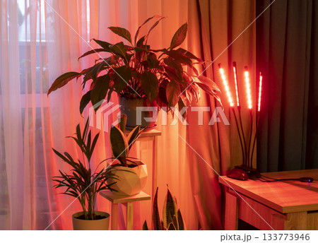 an indoor setup using an LED grow light to help houseplants grow an indoor setup using an LED grow light to help houseplants grow 133773946