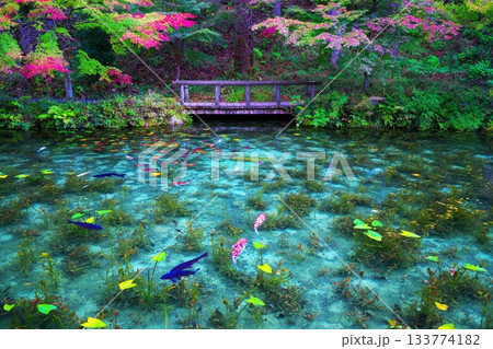 根道神社　モネの池 133774182