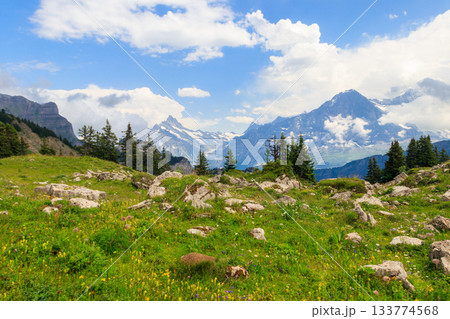 Panoramic view of snow-covered Swiss Alps and green flowering alpine meadow near Schynige Platte in Bernese Oberland, Switzerland Panoramic view of snow-covered Swiss Alps and green flowering alpine meadow near Schynige Platte in Bernese Oberland, Switzerland 133774568