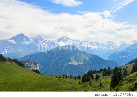 Panoramic view of snow-covered Swiss Alps and green flowering alpine meadow near Schynige Platte in Bernese Oberland, Switzerland 133774569