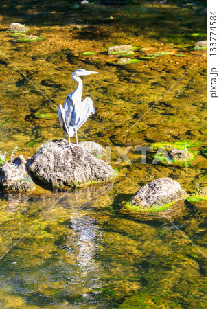 Grey heron (Ardea cinerea) in a river 133774584