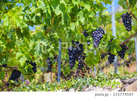 Ripe blue grapes hanging on vine in vineyard Ripe blue grapes hanging on vine in vineyard 133774597