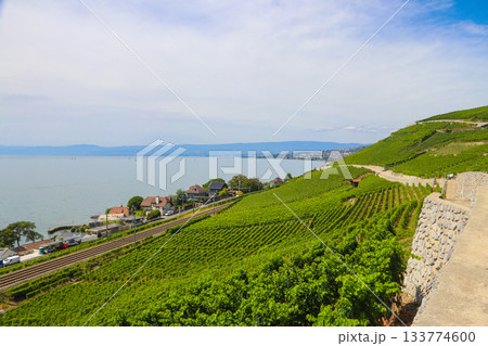 View of the famous Lavaux terraced vineyards, lake Geneva and the Alps in canton Vaud, Switzerland 133774600
