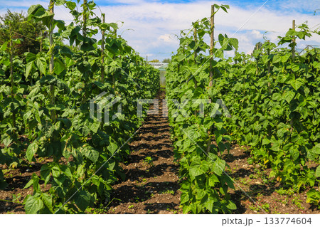 Climbing beans plants growing upright on supports in vegetable garden Climbing beans plants growing upright on supports in vegetable garden 133774604