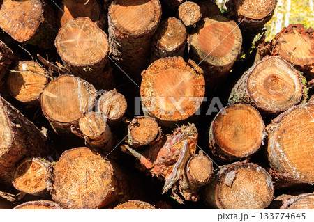 Stacked pine trunks felled by the logging timber industry Stacked pine trunks felled by the logging timber industry 133774645