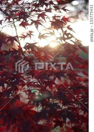 定光寺公園の紅葉 定光寺公園の紅葉 133775431