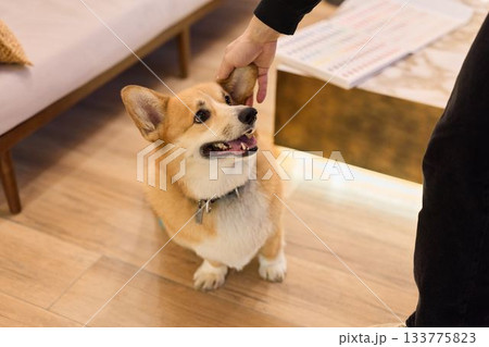 professional pet photography featuring corgi alongside owner with treats and soft lighting 133775823