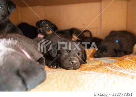 Puppies in box. Black puppy adopt pet 133777351