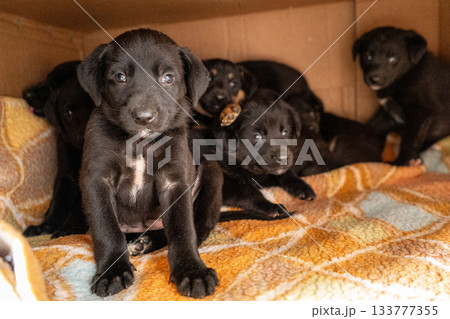 Puppies in box. Black puppy adopt pet Puppies in box. Black puppy adopt pet 133777355