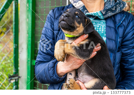 Puppy little dog in hands 133777373