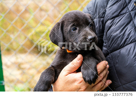 Puppy little dog in hands Puppy little dog in hands 133777376