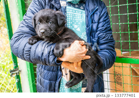 Puppy little dog in hands 133777401