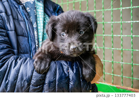 Puppy little dog in hands 133777403