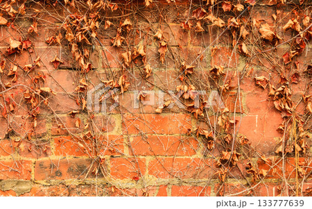Red brick wall background and dry ivy leaves plants 133777639