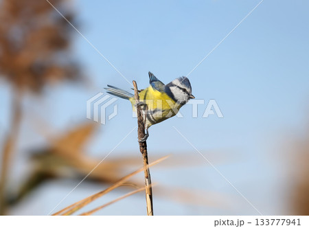 Variegated Eurasian blue tit (Cyanistes caeruleus) 133777941