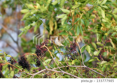 Eurasian blackcap (Sylvia atricapilla) 133777985
