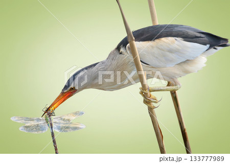 Male little bittern 133777989