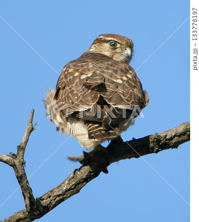 merlin (Falco columbarius) 133778197
