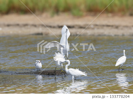 From the life of the little egret (Egretta garzetta) 133778204