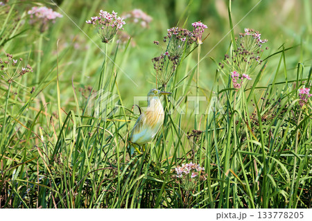 squacco heron (Ardeola ralloides) 133778205