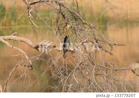 African darter (Anhinga rufa) African darter (Anhinga rufa) 133778207