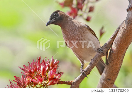 Cape bulbul (Pycnonotus capensis) Cape bulbul (Pycnonotus capensis) 133778209