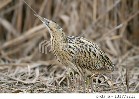 great bittern (Botaurus stellaris) 133778213