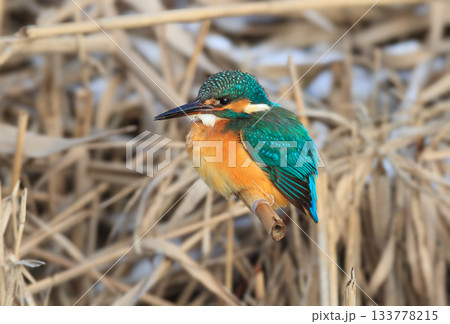 common kingfisher (Alcedo atthis) common kingfisher (Alcedo atthis) 133778215
