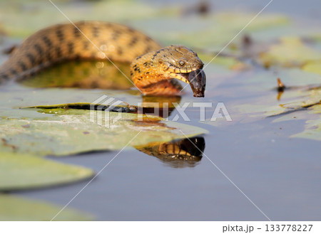 Dice snake (Natrix tessellata) prey Dice snake (Natrix tessellata) prey 133778227