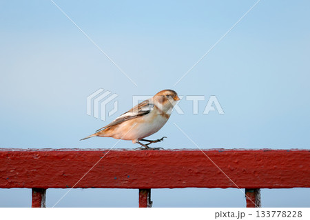 Portrait of snow bunting (Plectrophenax nivalis) 133778228