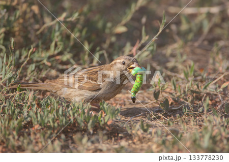ABOUT THE BENEFITS OF HOUSE SPARROW (Passer domesticus) ABOUT THE BENEFITS OF HOUSE SPARROW (Passer domesticus) 133778230