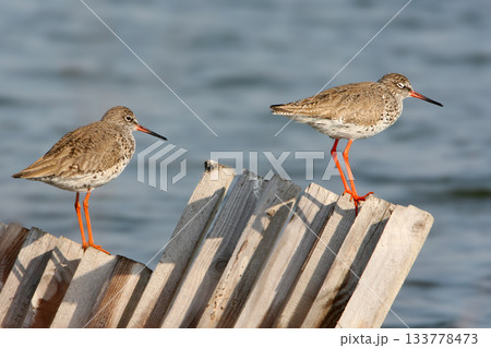 common redshank or simply redshank (Tringa totanus) common redshank or simply redshank (Tringa totanus) 133778473