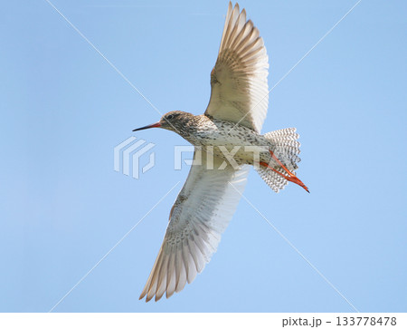 common redshank or simply redshank (Tringa totanus) common redshank or simply redshank (Tringa totanus) 133778478