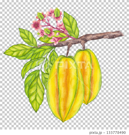 Watercolor Starfruit hanging from blooming tree branch, green leaf foliage. Whole yellow tropical Carambola or Bilimbi. Botanical exotic star apple. Hand drawn illustration isolated white background Watercolor Starfruit hanging from blooming tree branch, green leaf foliage. Whole yellow tropical Carambola or Bilimbi. Botanical exotic star apple. Hand drawn illustration isolated white background 133778490