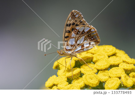 Queen of Spain fritillary butterfly rests on vibrant yellow flower in Naarder Eng, Netherlands during sunny day 133778493