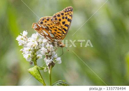 Queen of Spain fritillary butterfly perched on flower at Naarder Eng in the Netherlands during sunny day 133778494