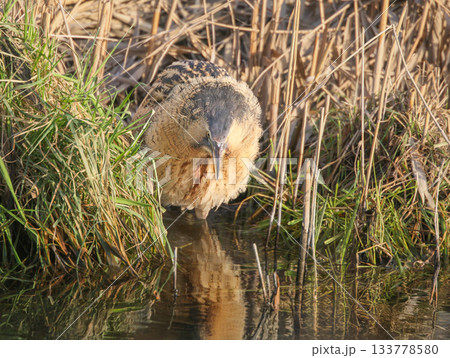 Eurasian bittern or great bittern (Botaurus stellaris) Eurasian bittern or great bittern (Botaurus stellaris) 133778580