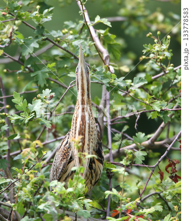 Eurasian bittern or great bittern (Botaurus stellaris) Eurasian bittern or great bittern (Botaurus stellaris) 133778583