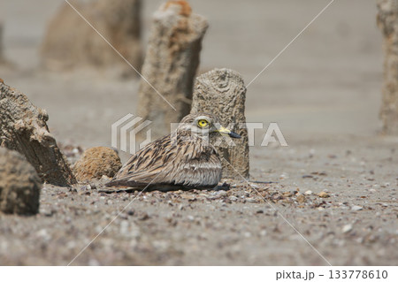 Eurasian stone-curlew (Burhinus oedicnemus) Eurasian stone-curlew (Burhinus oedicnemus) 133778610