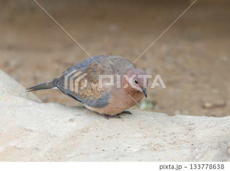 Portrait of a laughing dove (Spilopelia senegalensis) 133778638