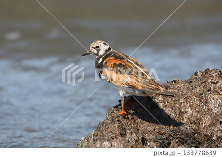The ruddy turnstone (Arenaria interpres) The ruddy turnstone (Arenaria interpres) 133778639