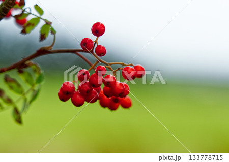 A vibrant cluster of red rowan berries clinging to a branch, set against a soft, blurred green and white backdrop. A vibrant cluster of red rowan berries clinging to a branch, set against a soft, blurred green and white backdrop. 133778715