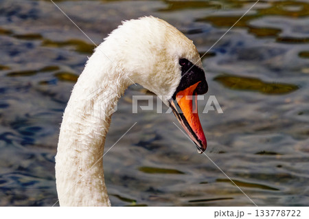 A beautiful white swan is shown in close-up, with a long neck and an orange and red beak, as it floats on the water of a lake or pond. 133778722