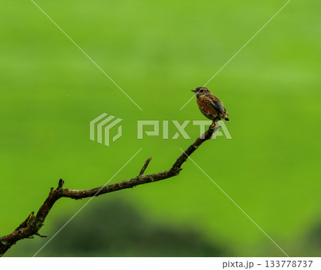 A small, brown Stonechat bird sits perched atop a bare branch. It has a watchful expression, with an open field in the background. 133778737
