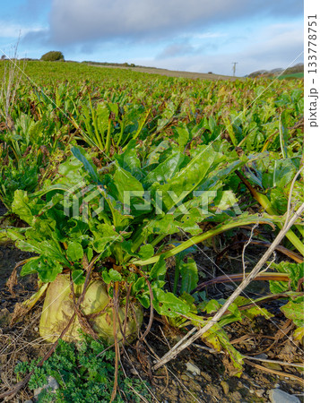 A field of sugar beets grows. The green leaves are visible above the ground. Some of the beets are also visible, surrounded by dirt and weeds. 133778751