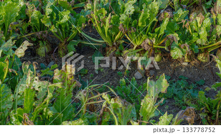 Rows of Sugar Beet plants are growing in a farm field. The Beet roots are partially visible above the soil. Some leaves are damaged, with holes and brown edges. 133778752